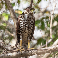 Collared Forest-Falcon photo 5