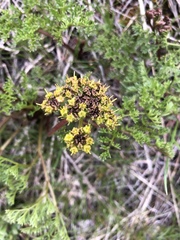 Lomatium dissectum