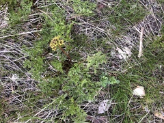 Lomatium dissectum
