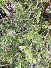 Lomatium dissectum