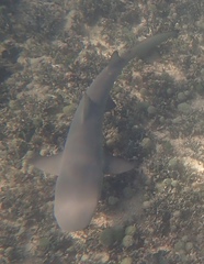 Negaprion brevirostris