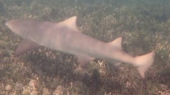 Negaprion brevirostris