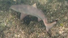 Negaprion brevirostris