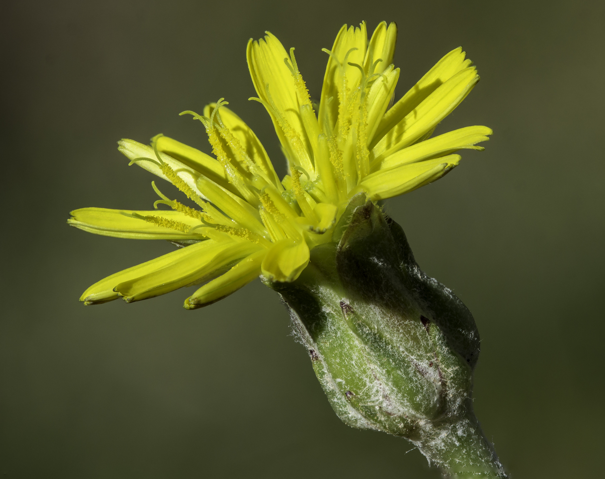 Scorzonera laciniata