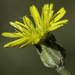 Scorzonera laciniata - Photo ללא זכויות יוצרים, הועלה על ידי Craig Martin