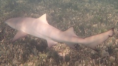 Negaprion brevirostris