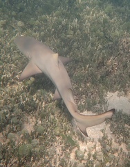 Negaprion brevirostris