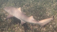 Negaprion brevirostris