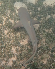 Negaprion brevirostris