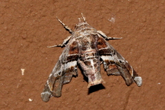 Euteliidae