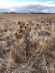 Cirsium vulgare