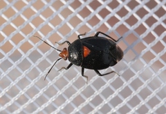 Deraeocoris fulgidus