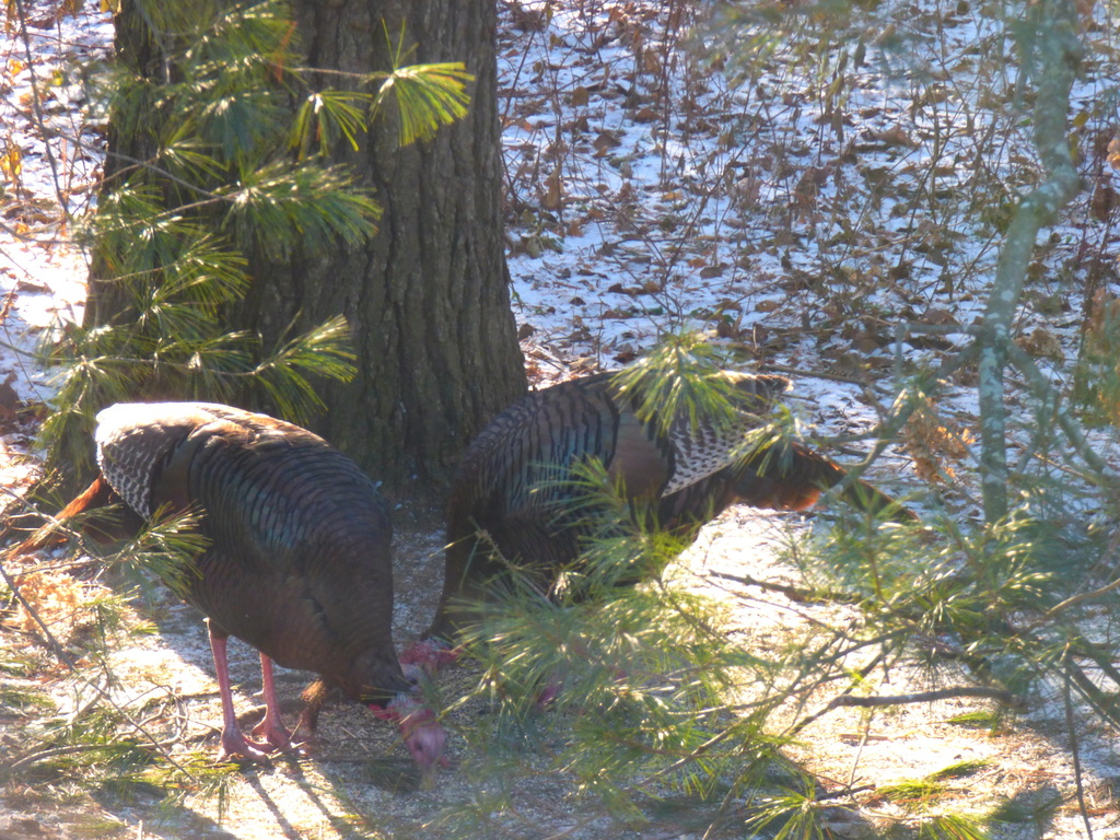 Wild Turkey In January 2024 By Mhalsted 2 In The Back Yard Not   Large 