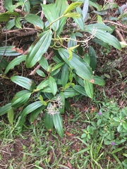 Miconia robinsoniana