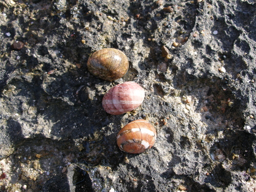 Nerita orbignyana — seen at this dive site