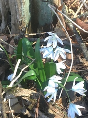 Scilla mischtschenkoana