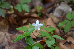 Anemonoides quinquefolia