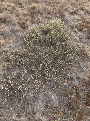 Calocephalus lacteus