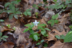 Anemonoides quinquefolia