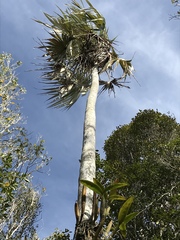 Coccothrinax proctorii