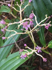 Miconia robinsoniana