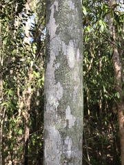 Coccothrinax proctorii