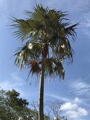 Coccothrinax proctorii