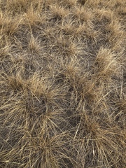 Poaceae