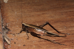 Eneoptera surinamensis