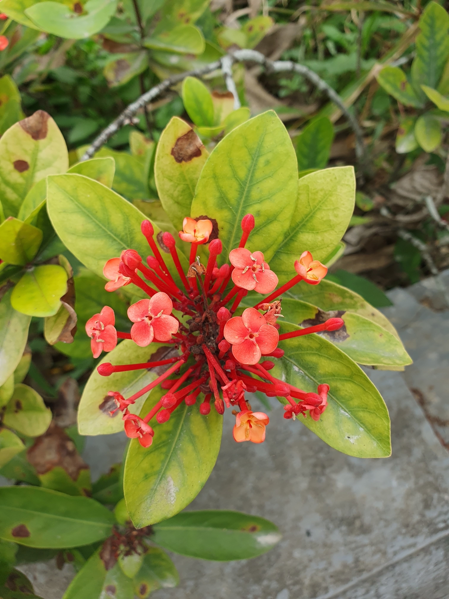 Imagem de Ixora