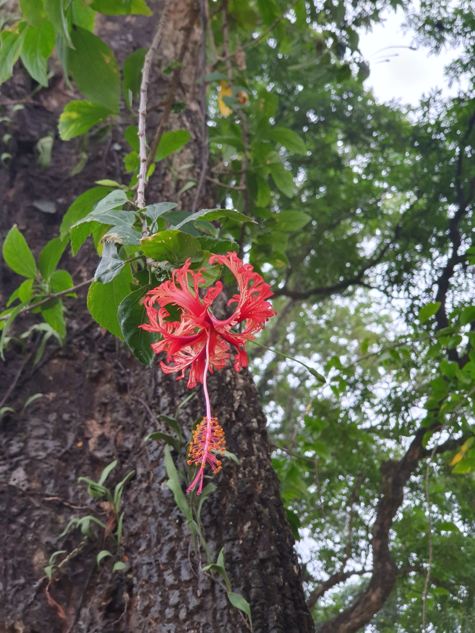 Imagem de Hibisco-aranha