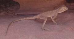 Sinai Agama photo 5