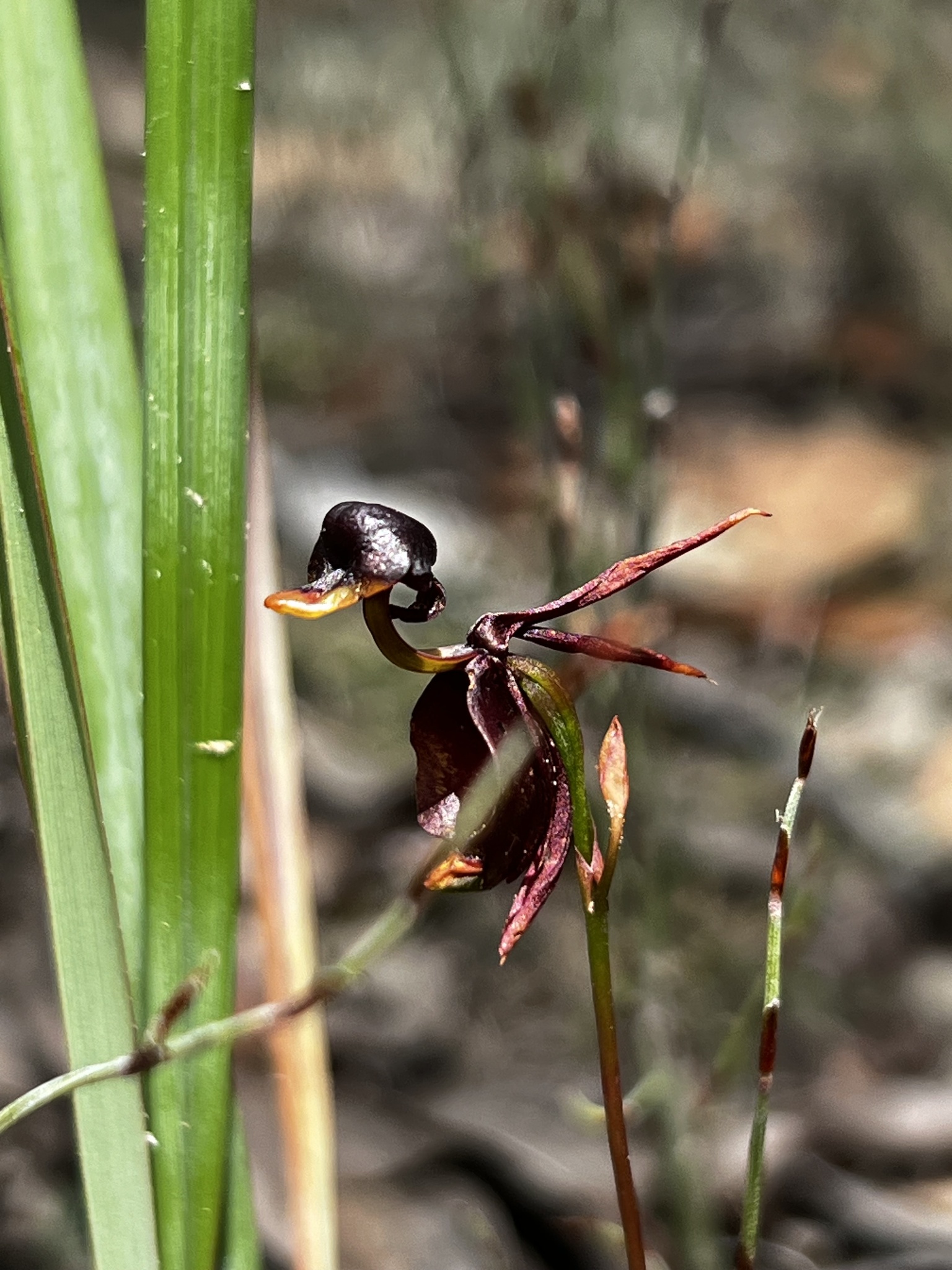 Imagem de Orquídea-pato