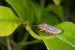 Oncometopia hamiltoni