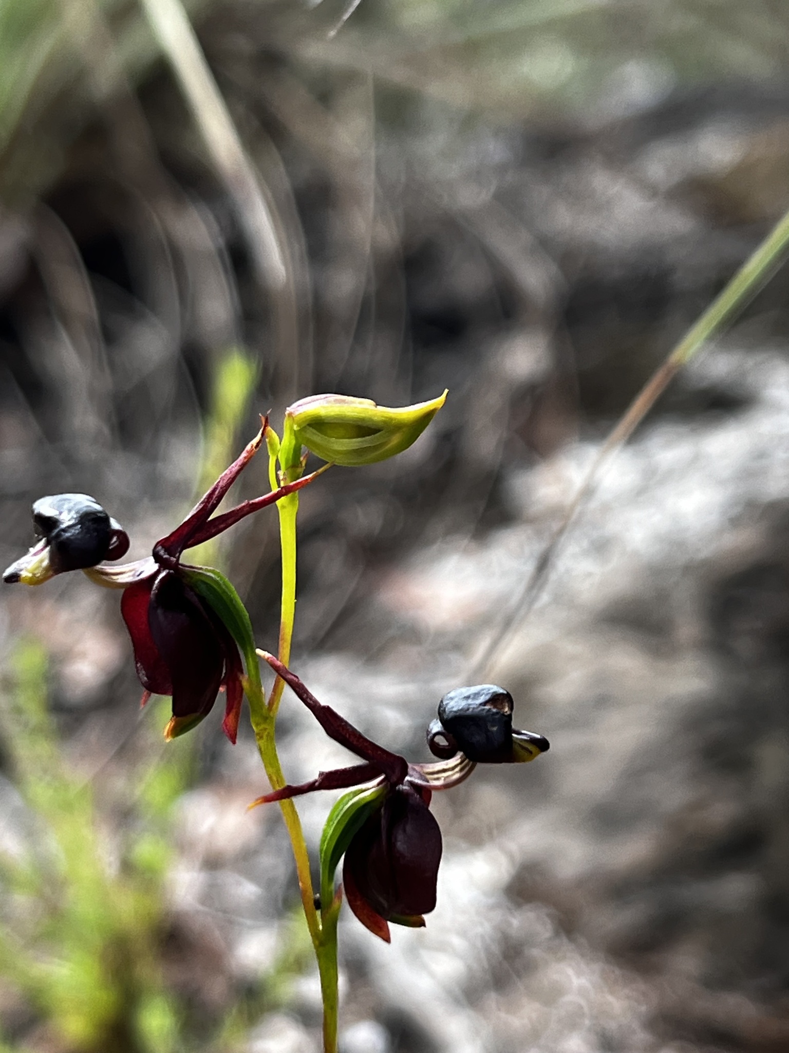 Imagem de Orquídea-pato