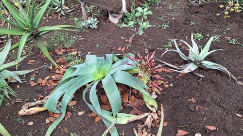 Ammocharis coranica