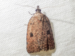 Meritastis polygraphana