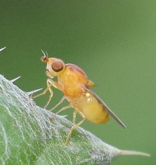 Chlorops