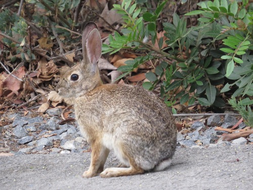 iNaturalist observation photo of Desert Cottontail
