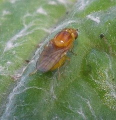 Chlorops