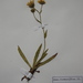 Hieracium scorzonerifolium - Photo (c) Giovanni Perico, algunos derechos reservados (CC BY-NC), subido por Giovanni Perico