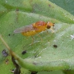 Chlorops