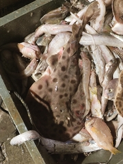 Chinese Numbfish photo 3
