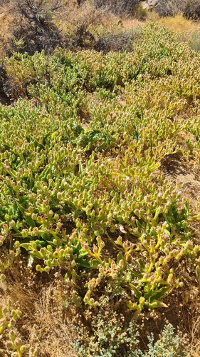Image of Brakslaai (Mesembryanthemum guerichianum) by (c) Petra Holland, some rights reserved (CC BY)