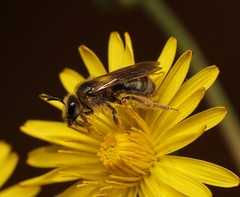 Lasioglossum titusi