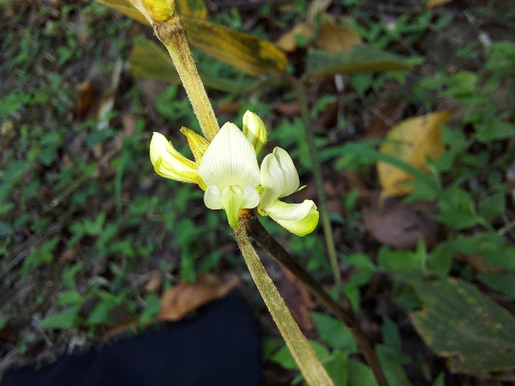 Flemingia bhutanica