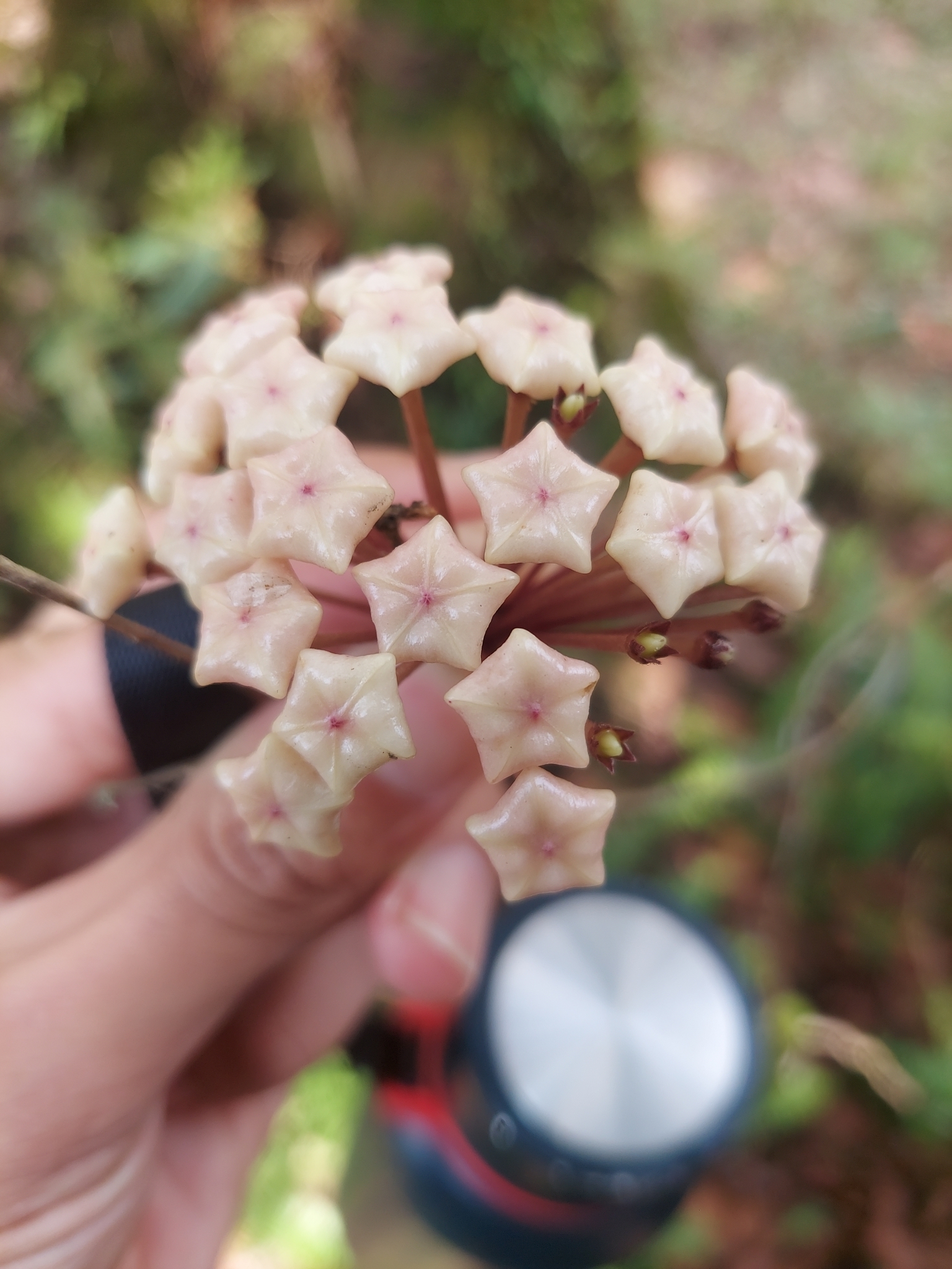 Hoya bhutanica · iNaturalist
