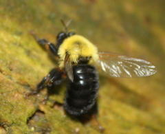 Laphria thoracica