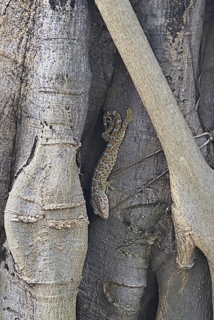 Tokay Gecko from QPWG+V7 Công viên ven sông nội khu, Phường 22, Bình ...