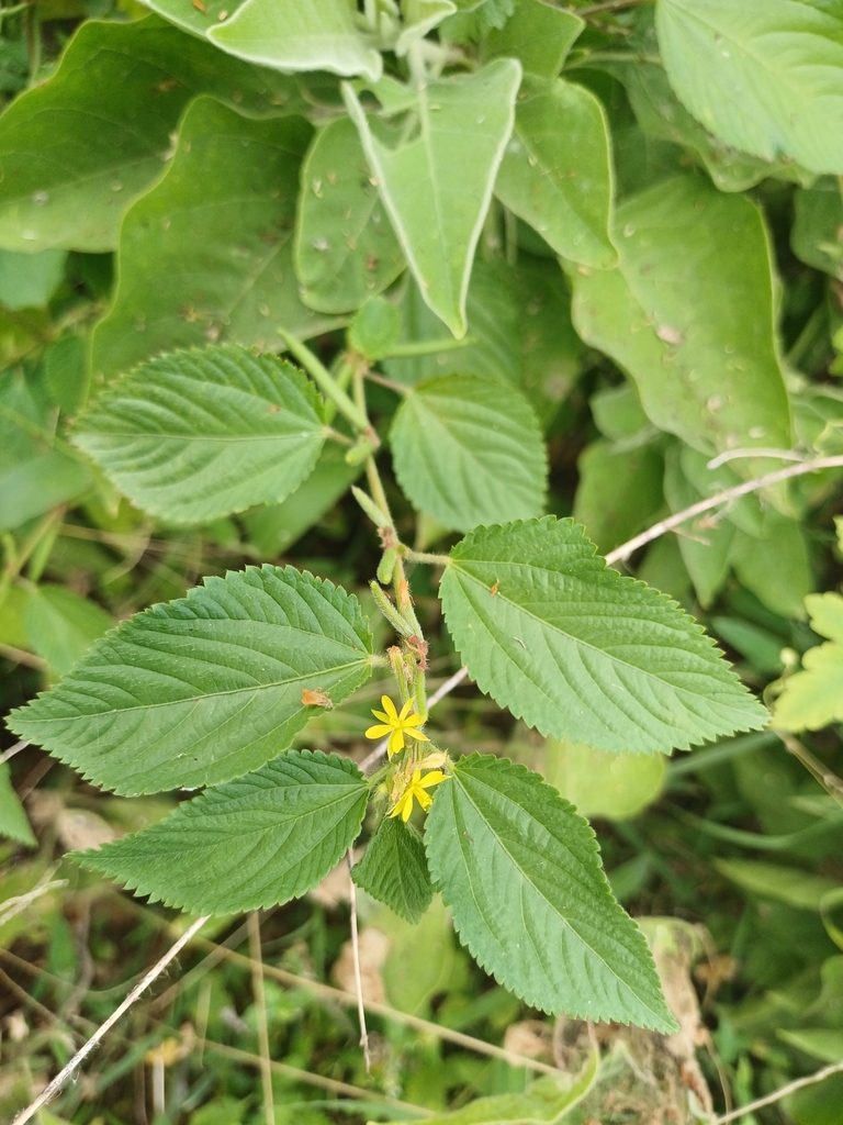 Corchorus urticifolius